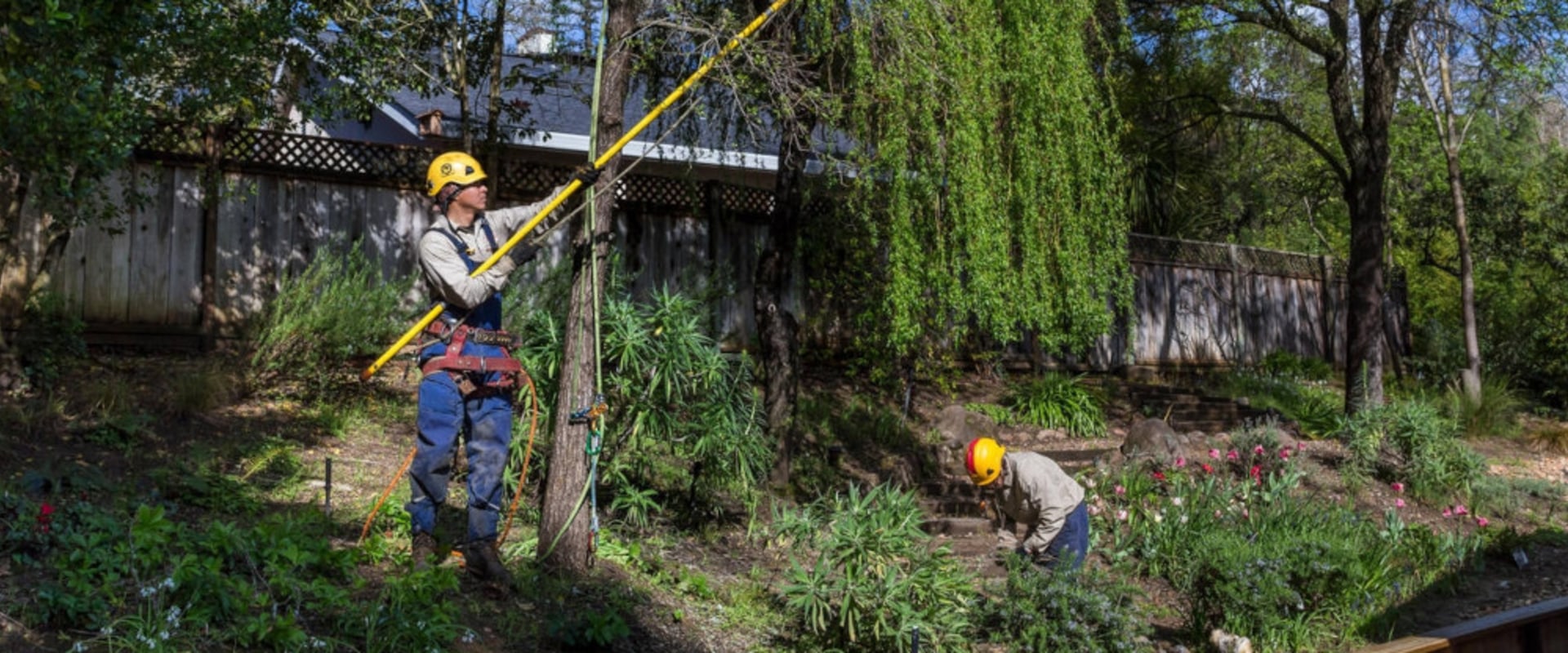 The Role of Arborists in Palmerston North Construction Projects