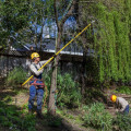 The Role of Arborists in Palmerston North Construction Projects