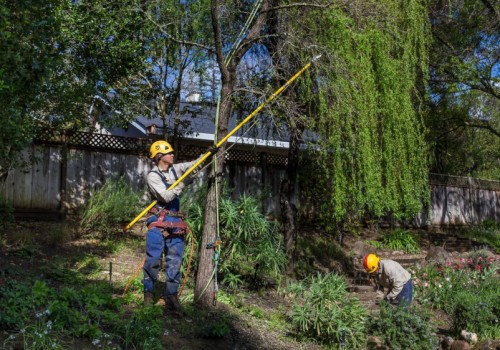 The Role of Arborists in Palmerston North Construction Projects